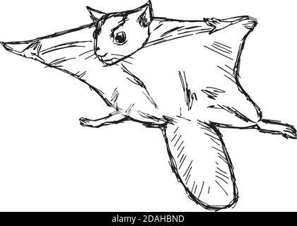 Illustrazione vettore mano disegnare doodles di scoiattolo volante o Pteromyini O Petauristini isolato su sfondo bianco Illustrazione Vettoriale