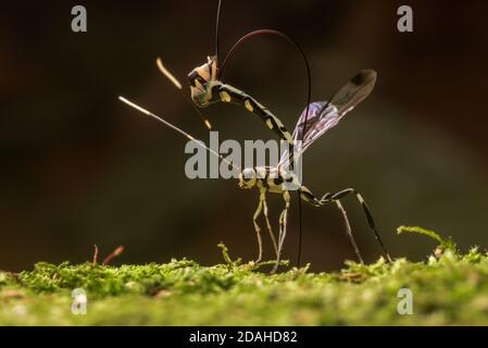 Una vespa di ichneumon dal Perù, che si annoia in un ceppo che tenta di deporre le uova in una larve di coleotteri all'interno del legno. Foto Stock