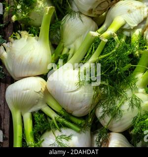 Verdure fresche di finocchio di Firenze su una bancarella di mercato Foto Stock