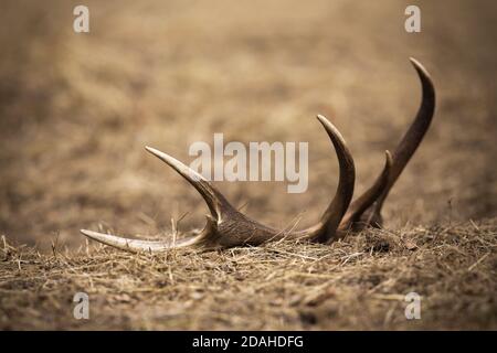 Capannone di cervo rosso stag sdraiato a terra natura primaverile Foto Stock