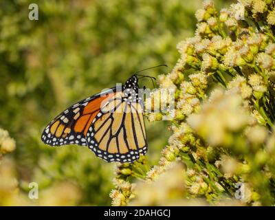 Primo piano della bellissima farfalla monarca a Las Vegas, Nevada Foto Stock