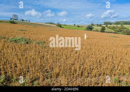 Immagine di uno scaredotto fatto su un campo in Baviera, Germania Foto Stock