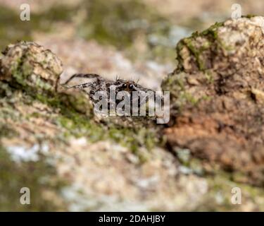 Adulto maschio che salta ragno della specie Platycryptus magnus sopra un tronco di albero Foto Stock