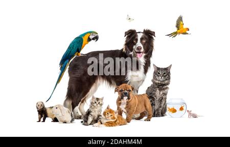 Gruppo di animali domestici che posano intorno ad una collie di bordo; cane, gatto, furetto, coniglio, uccello, pesce, roditore Foto Stock