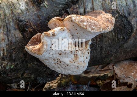 Birch Polyporo o Razor Stop Fungus, Suffolk Forest Foto Stock