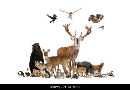 Gran gruppo di animali europei, cervi rossi, volpi rosse, uccelli, roditori, cinghiale, isolato Foto Stock