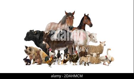Gruppo di molti animali da fattoria in piedi insieme Foto Stock