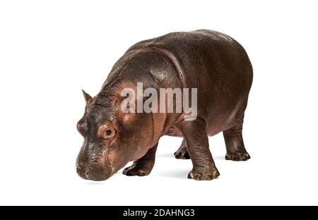 Hippopotamus anfibio, isolato, di 3 mesi Foto Stock