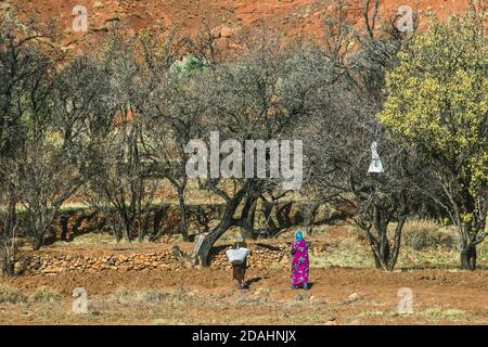 Tizi N'Tichka, Marocco - 25 DICEMBRE 2019: Donne africane in un campo agricolo che raccolgono olive dagli alberi Foto Stock