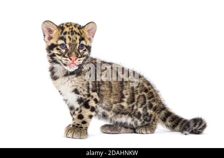 Cub leopardo nuvoloso, di due mesi, Neofelis nebucosa, isolato su bianco Foto Stock