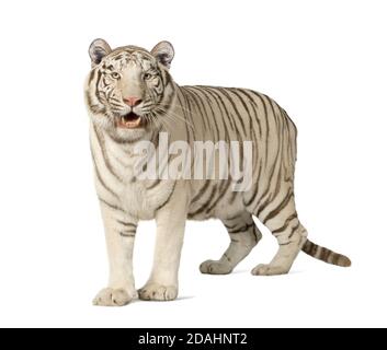 White Tiger (3 anni) di fronte a uno sfondo bianco