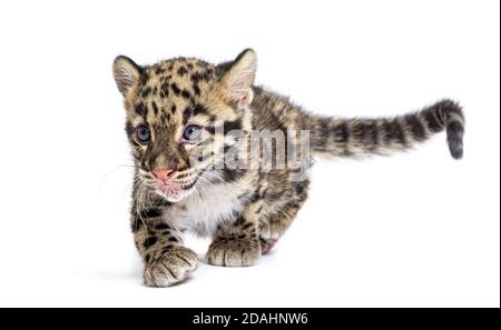 Cub leopardo nuvoloso, di due mesi, Neofelis nebucosa, isolato su bianco Foto Stock