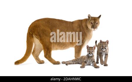 Puma con il suo cucciolo, Puma concolor, isolato su bianco Foto Stock