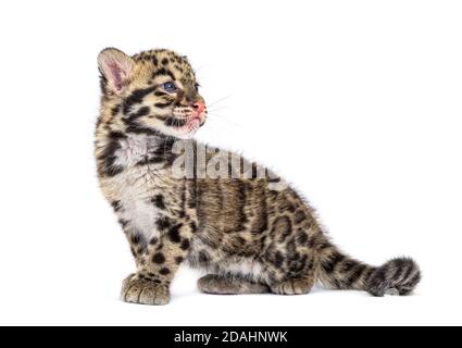 Cub leopardo nuvoloso, di due mesi, Neofelis nebucosa, isolato su bianco Foto Stock