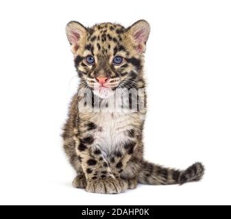 Cub leopardo nuvoloso, di due mesi, Neofelis nebucosa, isolato su bianco Foto Stock