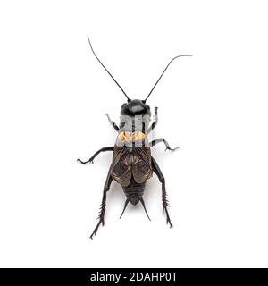 Campo maschile cricket, isolato su bianco Foto Stock