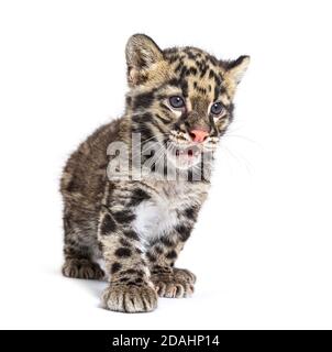 Cub leopardo nuvoloso, di due mesi, Neofelis nebucosa, isolato su bianco Foto Stock