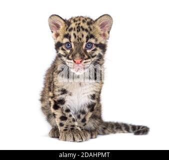 Cub leopardo nuvoloso, di due mesi, Neofelis nebucosa, isolato su bianco Foto Stock