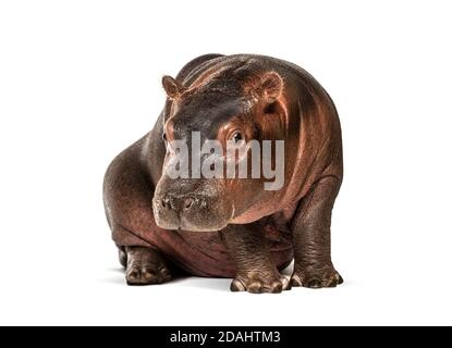 Hippopotamus anfibio, isolato, di 3 mesi Foto Stock