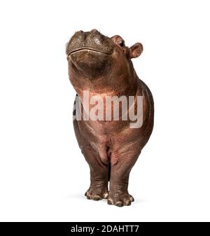 Hippopotamus anfibio, isolato, di 3 mesi Foto Stock