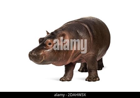 Hippopotamus anfibio, isolato, di 3 mesi Foto Stock