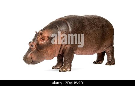 Hippopotamus anfibio, isolato, di 3 mesi Foto Stock