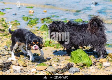 Un cane re charles e uno shih tzu, cuccioli che hanno un sapore come acqua di mare Foto Stock