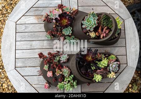 Vista dall'alto di un paio di vecchi sandali piantati con succulenti, Kathy Browns Garden, Stevington, Bedfordshire, Regno Unito Foto Stock