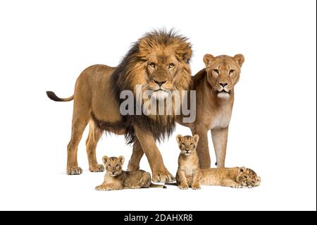 Famiglia di leoni, adulti e cubetti, isolati. Gatto selvatico Foto Stock