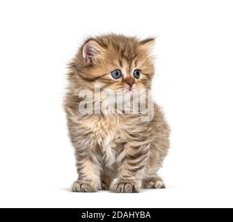 Gattino britannico a longa seduto, isolato su bianco Foto Stock