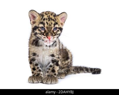 Cub leopardo nuvoloso, di due mesi, Neofelis nebucosa, isolato su bianco Foto Stock