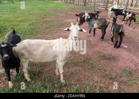 Una capra bianca si erge lateralmente tra le capre nere in una penna di capra in estate. Foto Stock