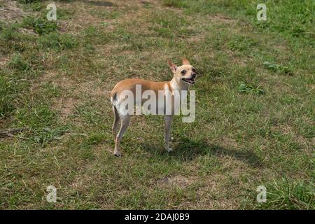 Un piccolo cane rosso-e-bianco che alimenta Chihuahua è in piedi in una radura verde in estate. Foto Stock