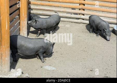 Tre piccoli maiali neri stanno camminando nel Corral. Foto Stock