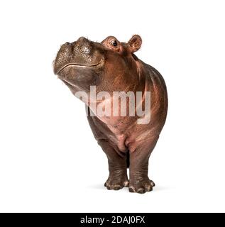 Hippopotamus anfibio, isolato, di 3 mesi Foto Stock