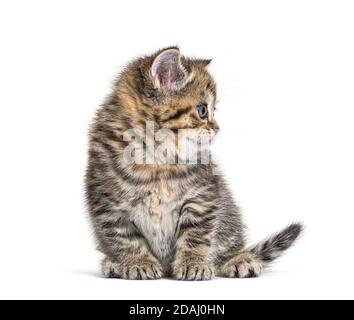 Cute Kitten British Shorthair, isolato su bianco Foto Stock