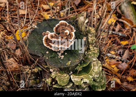 Funghi nel bosco di Suffolk, Inghilterra Foto Stock