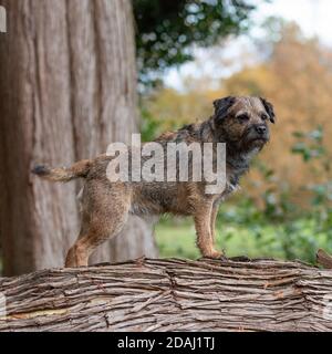 Border terrier Foto Stock