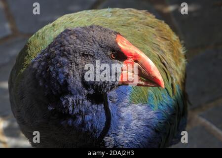 Closeup di un takahe, un uccello in via di estinzione senza luce trovato solo in Nuova Zelanda Foto Stock