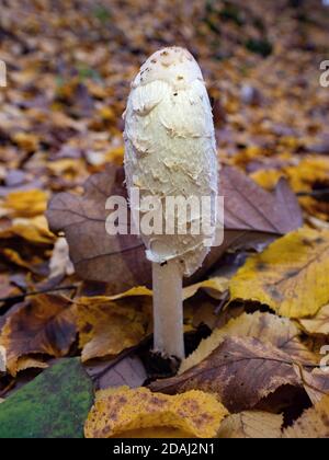 Coprinus comatus, gustoso giovane fungo trovato in foglie colorate di faggio e di aspen foresta. Foto Stock