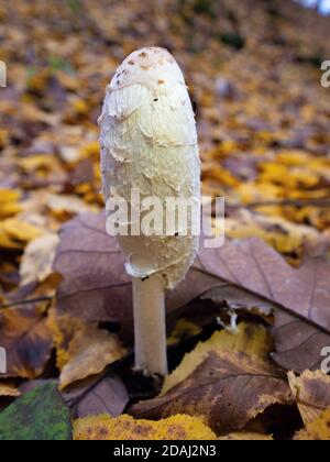 Giovane gustoso piccolo parrucca dell'Avvocato, Coprinus comatus, fungo commestibile nella foresta d'autunno Foto Stock