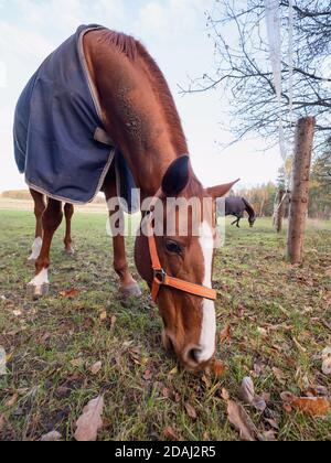 Bel cavallo bruno che grattugiava surgelato al mattino freddo. Cavallo che indossa halter arancione e giacca coperta blu. Foto Stock