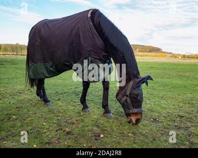 Cavallo con maschera di testa che gridano in coperta di rivestimento per mantenere caldo durante la mattina fredda. Grande prato con recinto filo ranch e alberi sullo sfondo Foto Stock