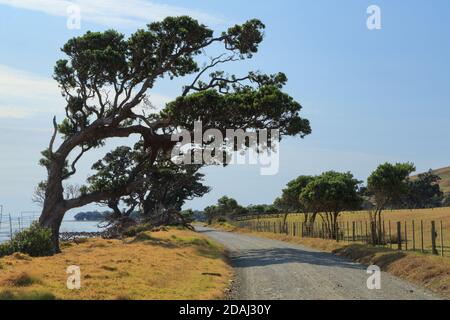 Alberi scolpiti dal vento che pende su una remota strada di ghiaia sulla penisola di Coromandel, Nuova Zelanda Foto Stock