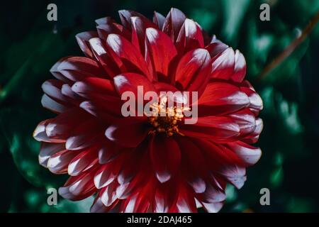 Primo piano di api mellifere sulla dahlia rossa Foto Stock