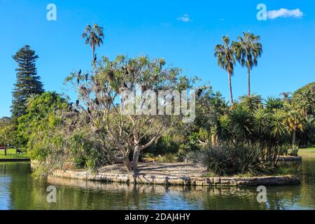 Lo stagno principale nel Royal Botanic Garden, Sydney, Australia. L'albero sull'isola è pieno di cormorani e dei loro nidi. Foto Stock