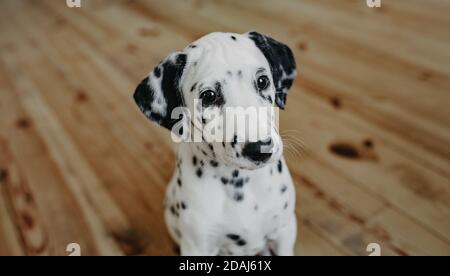 Cucciolo di cane dalmata si siede sul pavimento di legno in camera. Foto Stock