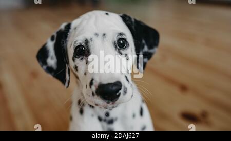 Cucciolo di cane dalmata si siede sul pavimento di legno in camera. Foto Stock