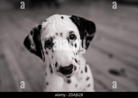 Cucciolo di cane dalmata si siede sul pavimento di legno in camera. Immagine in bianco e nero. Foto Stock