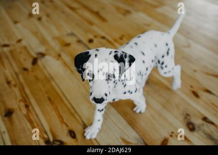 Cucciolo di cane dalmata cammina sul pavimento in legno in camera. Vista dall'alto. Foto Stock